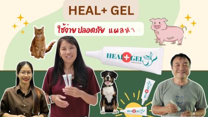 Maejo Showcase | HEAL+ GEL  ผลิตภัณฑ์ทาแผลสูตรสมุนไพร