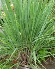 แปลงฟาร์มมหาวิทยาลัยแม่โจ้-ชุมพร ต่ออายุใบรับรองมาตรฐานเกษตรอินทรีย์สากล IFOAM ต่อเนื่องเป็นปีที่ 8 มุ่งสู่ต้นแบบแหล่งเรียนรู้เกษตรอินทรีย์ภาคใต้