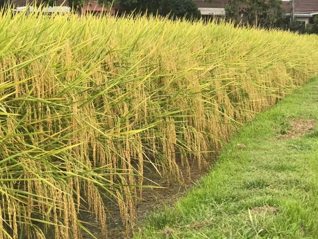 ม.แม่โจ้ ทูลเกล้าฯ ถวาย เมล็ดพันธุ์ข้าว แด่ สมเด็จพระกนิษฐาธิราชเจ้า กรมสมเด็จพระเทพรัตนราชสุดาฯ สยามบรมราชกุมารี