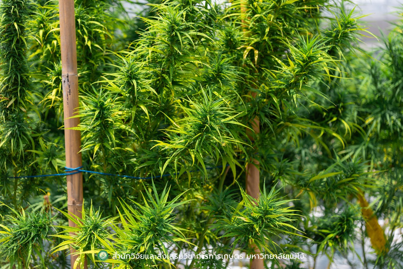 ม.แม่โจ้ ร่วมหารือกับ สำนักงานเลขาธิการวุฒิสภา  เตรียมพร้อมโครงการด้านวิชาการและงานวิจัย