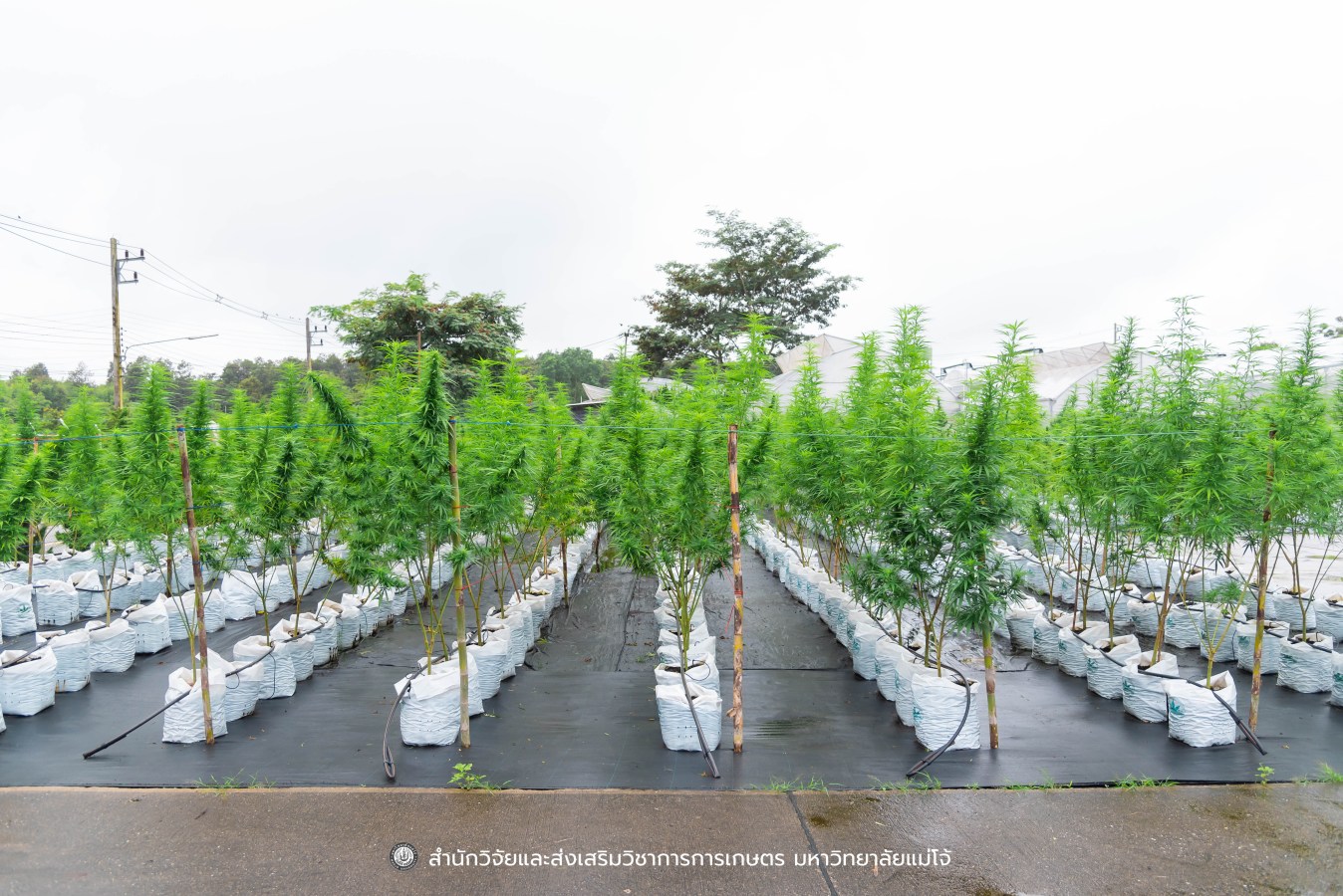 มหาวิทยาลัยแม่โจ้ ต้อนรับคณะผู้บริหารของสำนักงานเลขาธิการวุฒิสภา ในโครงการติดตามผลการนำผลงานวิจัยไปใช้ประโยชน์ในกระบวนการนิติบัญญัติ