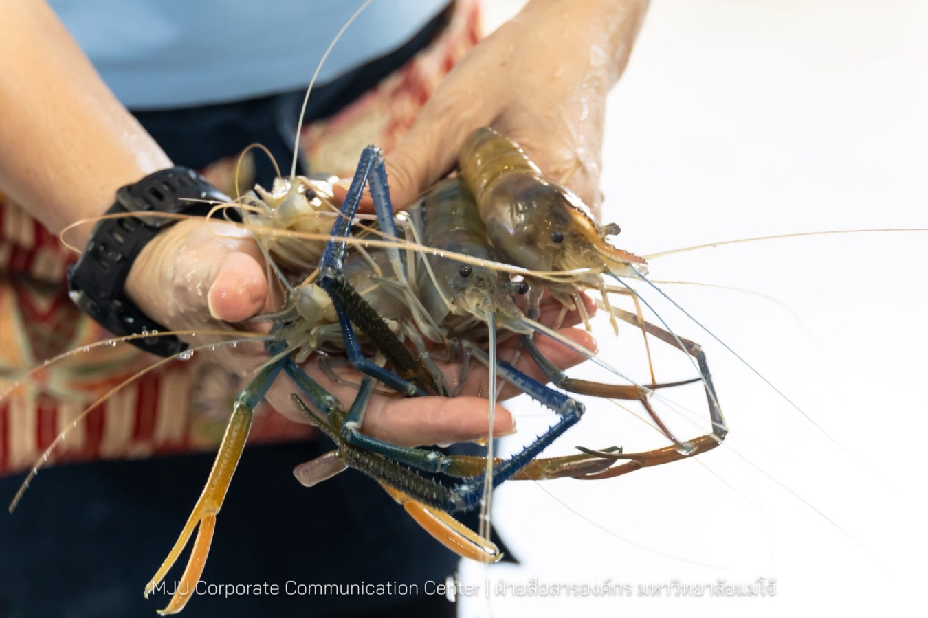 คณะประมงฯ ม.แม่โจ้ จัดงาน “FishFest 2026: Ocean Playground” ปั้นนักศึกษาประมงสู่ผู้ประกอบการ พร้อมจับมือภาคเอกชนลุยงานวิจัยเชิงพาณิชย์