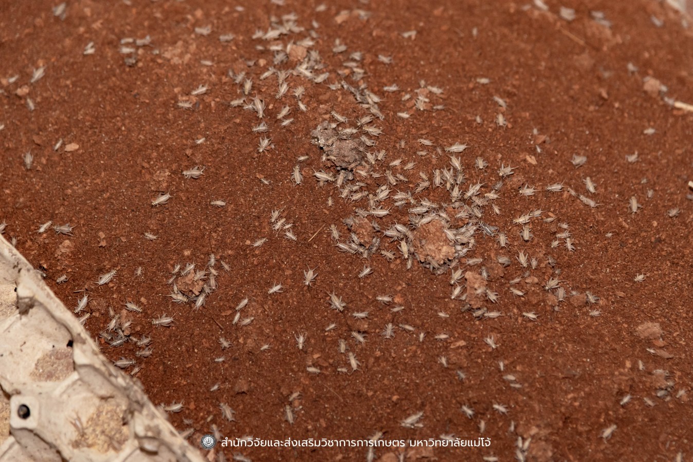 มหาวิทยาลัยแม่โจ้ ต้อนรับคณะผู้บริหารของสำนักงานเลขาธิการวุฒิสภา ในโครงการติดตามผลการนำผลงานวิจัยไปใช้ประโยชน์ในกระบวนการนิติบัญญัติ