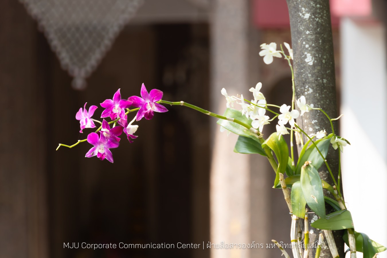 รองปลัดกระทรวงมหาดไทย สักการะสิ่งศักดิ์ ม.แม่โจ้
