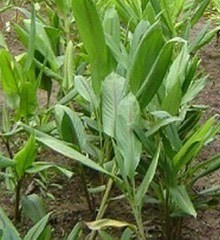 แปลงฟาร์มมหาวิทยาลัยแม่โจ้-ชุมพร ต่ออายุใบรับรองมาตรฐานเกษตรอินทรีย์สากล IFOAM ต่อเนื่องเป็นปีที่ 8 มุ่งสู่ต้นแบบแหล่งเรียนรู้เกษตรอินทรีย์ภาคใต้