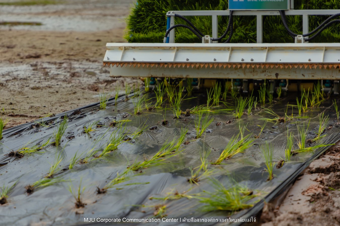 ม.แม่โจ้ ร่วมกับภาคเอกชนจีน  ทดสอบเทคโนโลยีฟิล์มคลุมดินที่ย่อยสลายได้ทางชีวภาพในการปลูกข้าวอินทรีย์