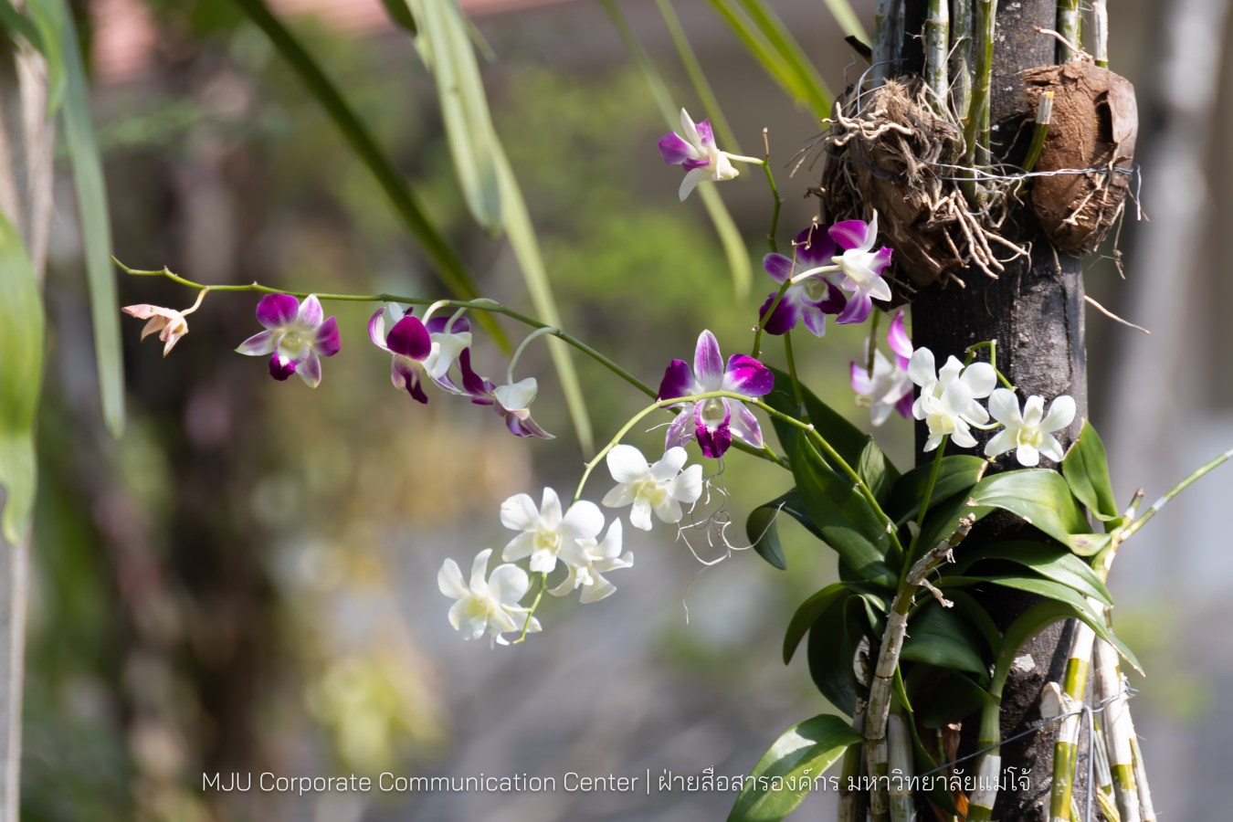 รองปลัดกระทรวงมหาดไทย สักการะสิ่งศักดิ์ ม.แม่โจ้