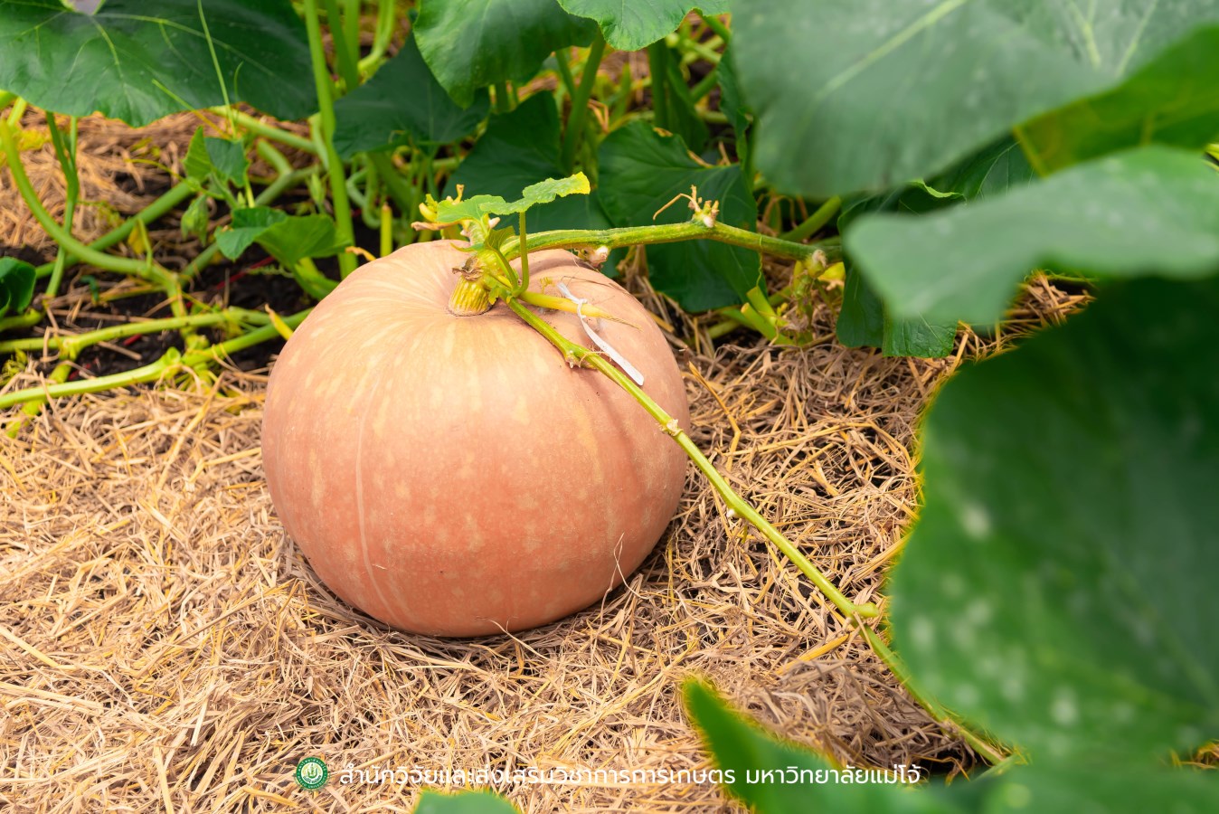 ม.แม่โจ้ ร่วมหารือกับ สำนักงานเลขาธิการวุฒิสภา  เตรียมพร้อมโครงการด้านวิชาการและงานวิจัย