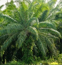 แปลงฟาร์มมหาวิทยาลัยแม่โจ้-ชุมพร ต่ออายุใบรับรองมาตรฐานเกษตรอินทรีย์สากล IFOAM ต่อเนื่องเป็นปีที่ 8 มุ่งสู่ต้นแบบแหล่งเรียนรู้เกษตรอินทรีย์ภาคใต้