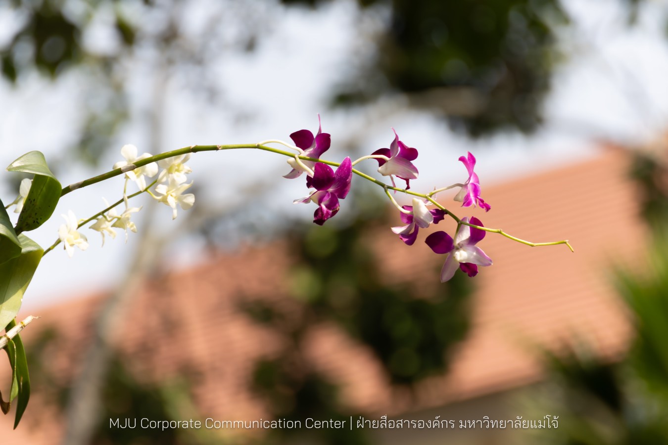 รองปลัดกระทรวงมหาดไทย สักการะสิ่งศักดิ์ ม.แม่โจ้