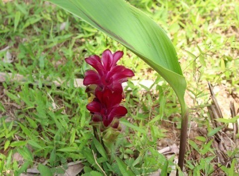 แปลงฟาร์มมหาวิทยาลัยแม่โจ้-ชุมพร ต่ออายุใบรับรองมาตรฐานเกษตรอินทรีย์สากล IFOAM ต่อเนื่องเป็นปีที่ 8 มุ่งสู่ต้นแบบแหล่งเรียนรู้เกษตรอินทรีย์ภาคใต้