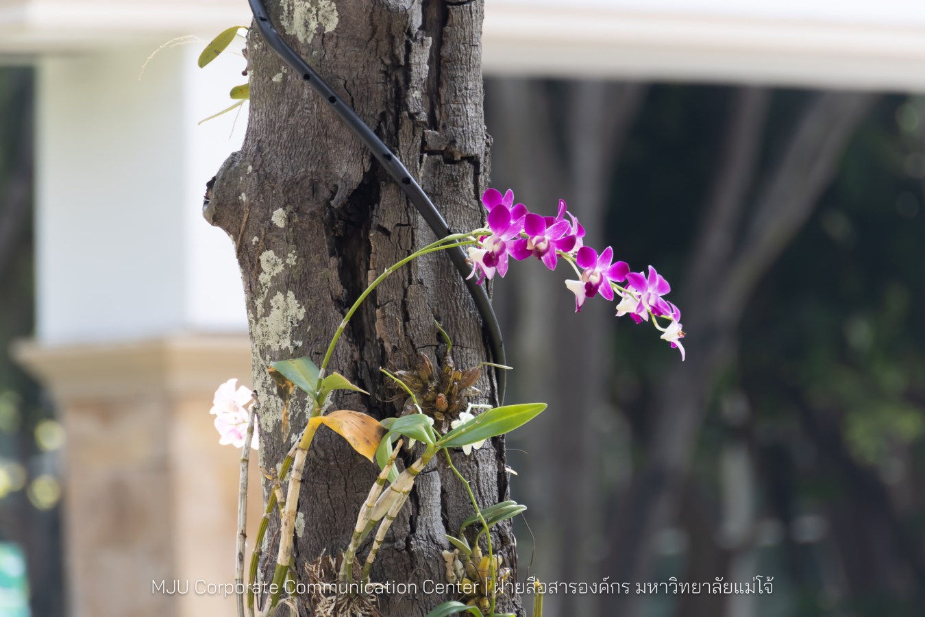 รองปลัดกระทรวงมหาดไทย สักการะสิ่งศักดิ์ ม.แม่โจ้