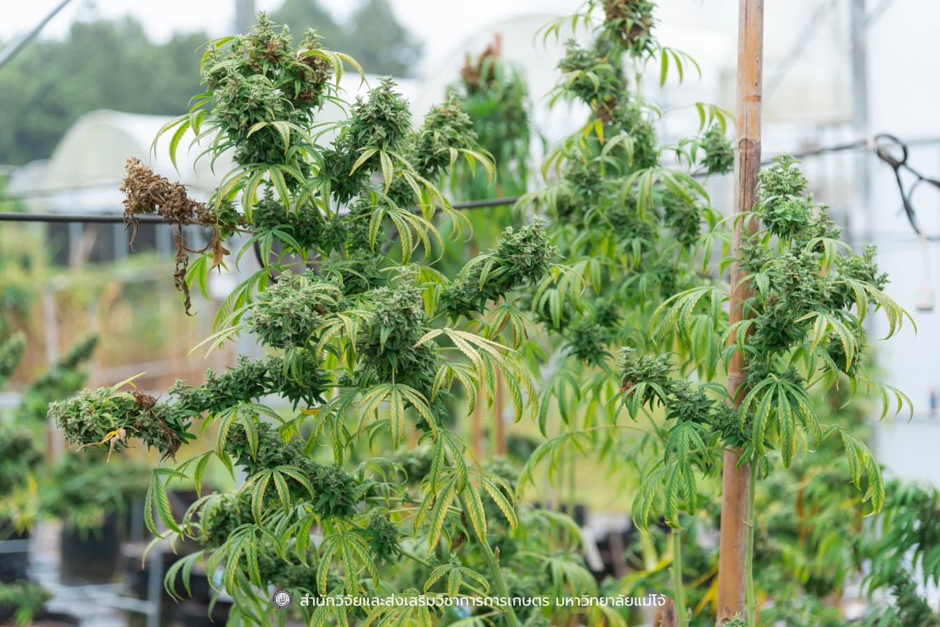 มหาวิทยาลัยแม่โจ้ ต้อนรับคณะผู้บริหารของสำนักงานเลขาธิการวุฒิสภา ในโครงการติดตามผลการนำผลงานวิจัยไปใช้ประโยชน์ในกระบวนการนิติบัญญัติ