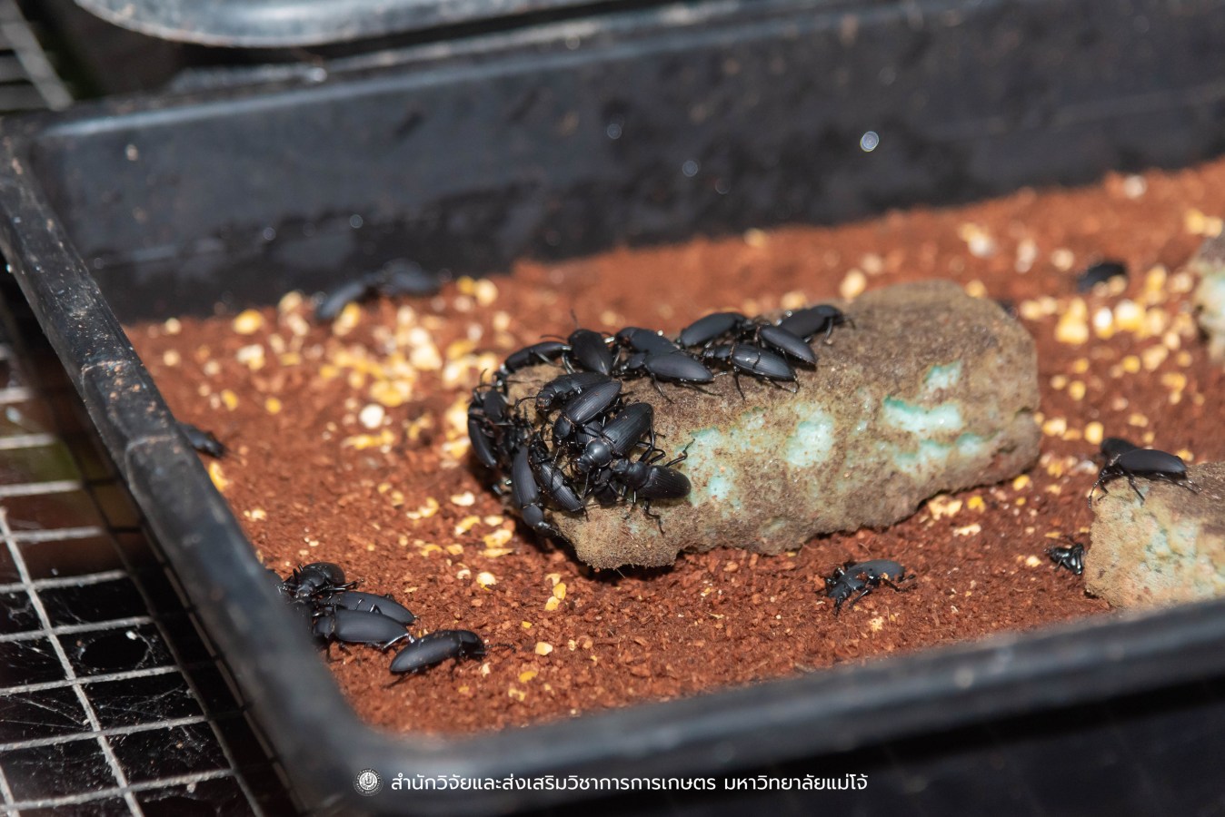 มหาวิทยาลัยแม่โจ้ ต้อนรับคณะผู้บริหารของสำนักงานเลขาธิการวุฒิสภา ในโครงการติดตามผลการนำผลงานวิจัยไปใช้ประโยชน์ในกระบวนการนิติบัญญัติ