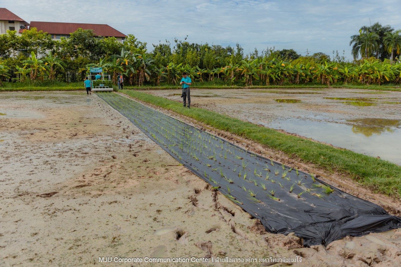 ม.แม่โจ้ ร่วมกับภาคเอกชนจีน  ทดสอบเทคโนโลยีฟิล์มคลุมดินที่ย่อยสลายได้ทางชีวภาพในการปลูกข้าวอินทรีย์