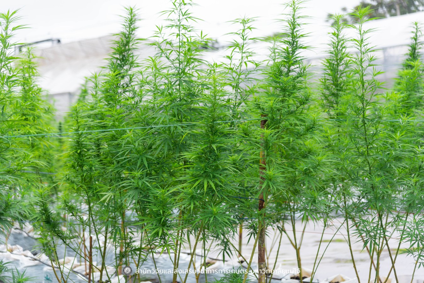 มหาวิทยาลัยแม่โจ้ ต้อนรับคณะผู้บริหารของสำนักงานเลขาธิการวุฒิสภา ในโครงการติดตามผลการนำผลงานวิจัยไปใช้ประโยชน์ในกระบวนการนิติบัญญัติ