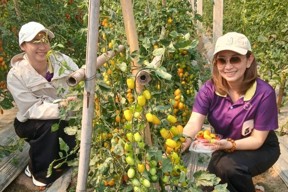 ศูนย์ปรับปรุงพันธุ์และผลิตเมล็ดพันธุ์ผักอินทรีย์ ม.แม่โจ้ ต้อนรับคณะดูงานวิทยาลัยโพธิวิชชาลัย ม.ศรีนครินทรวิโรฒ