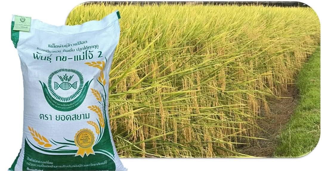 ม.แม่โจ้ ทูลเกล้าฯ ถวาย เมล็ดพันธุ์ข้าว แด่ สมเด็จพระกนิษฐาธิราชเจ้า กรมสมเด็จพระเทพรัตนราชสุดาฯ สยามบรมราชกุมารี