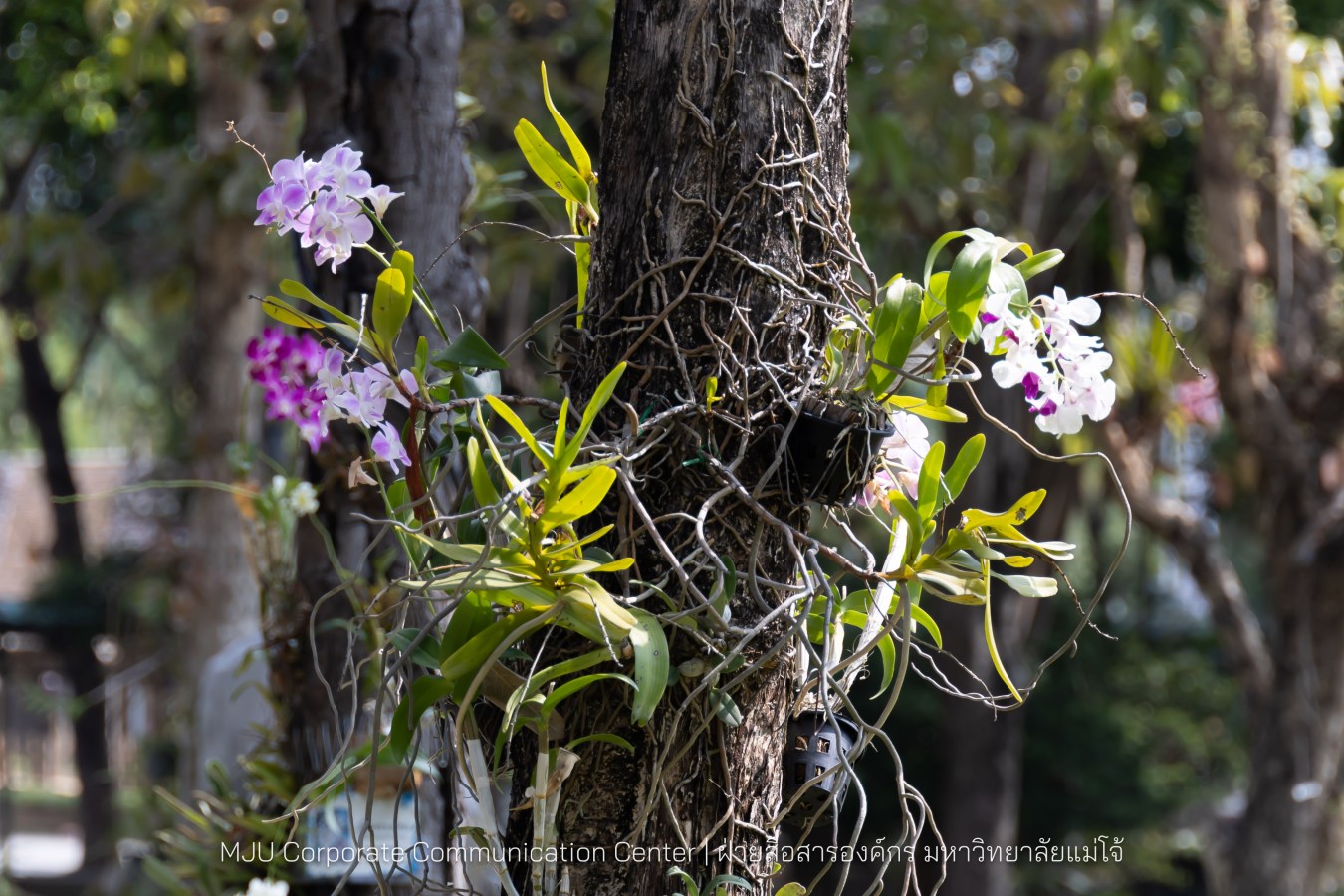 รองปลัดกระทรวงมหาดไทย สักการะสิ่งศักดิ์ ม.แม่โจ้