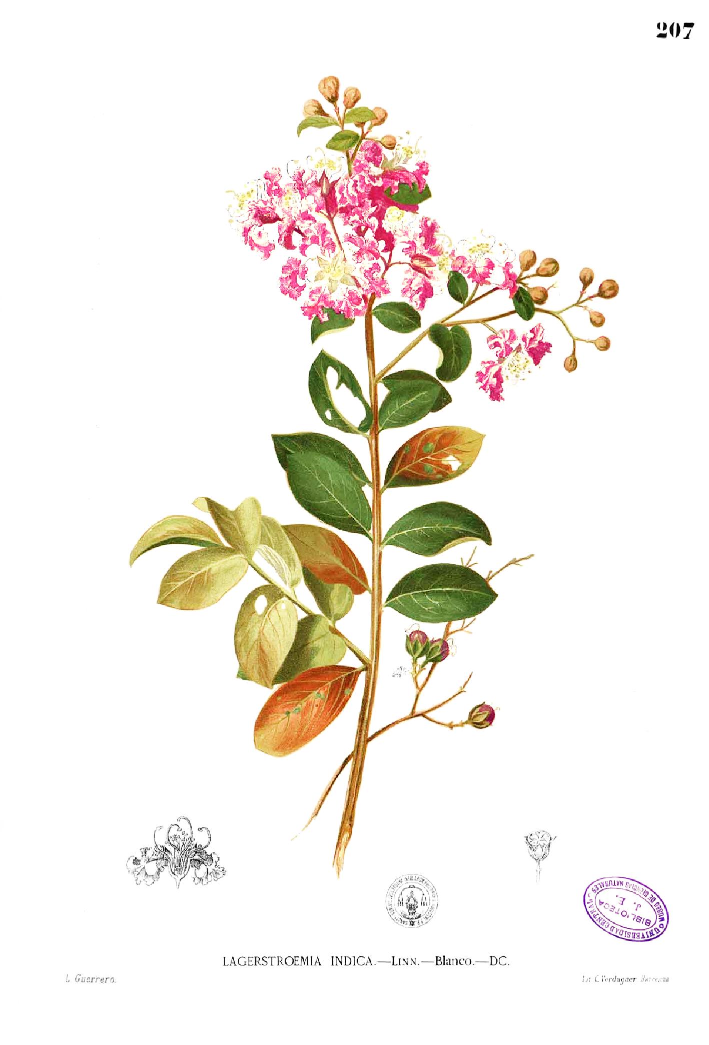 ลักษณะของกลีบดอกและก้านดอกยี่เข่ง (Lagerstroemia Indica L.)